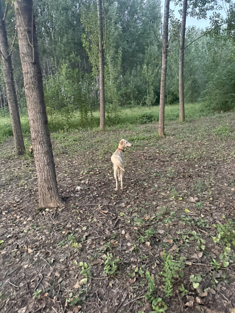 中华细犬 聊城本地细山东细犬，小公腊月生 听话粘人看家护院
