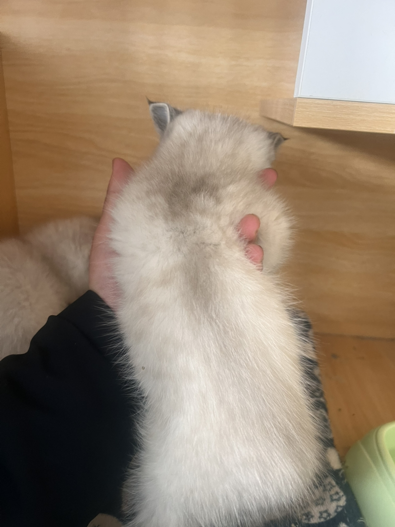 蓝眼雪绒毛发,温顺粘人,颜值高易饲养,萌宠优选