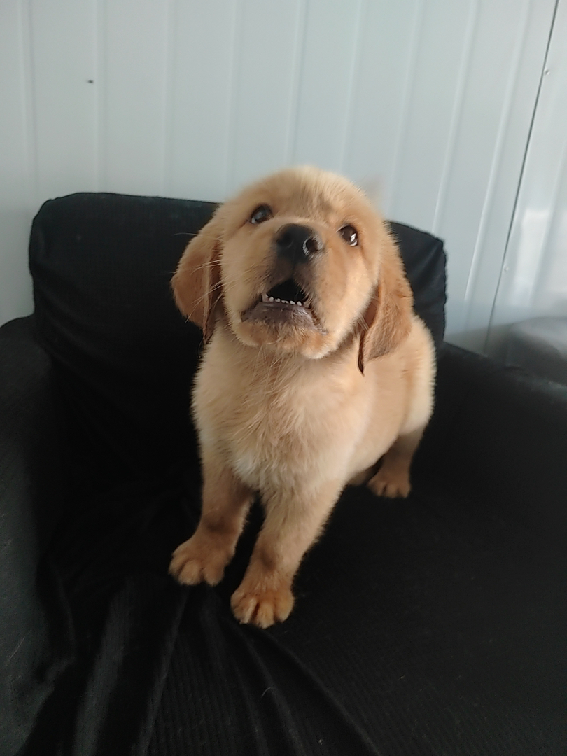 金毛幼犬,可爱活泼,性格温顺,适合家庭养殖