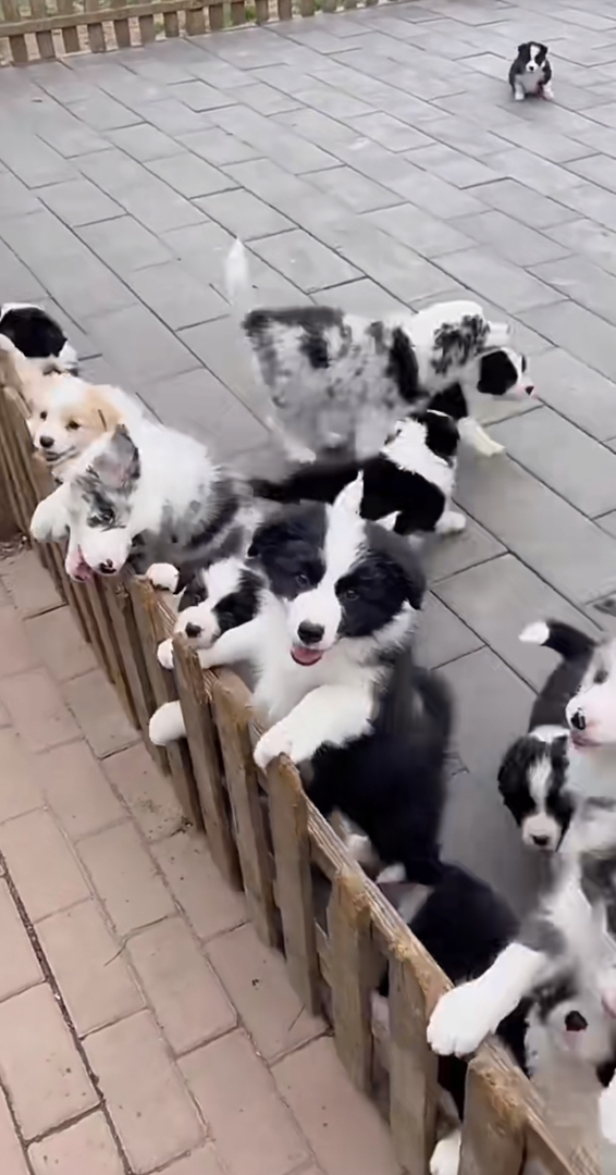 边境牧羊犬1888起步