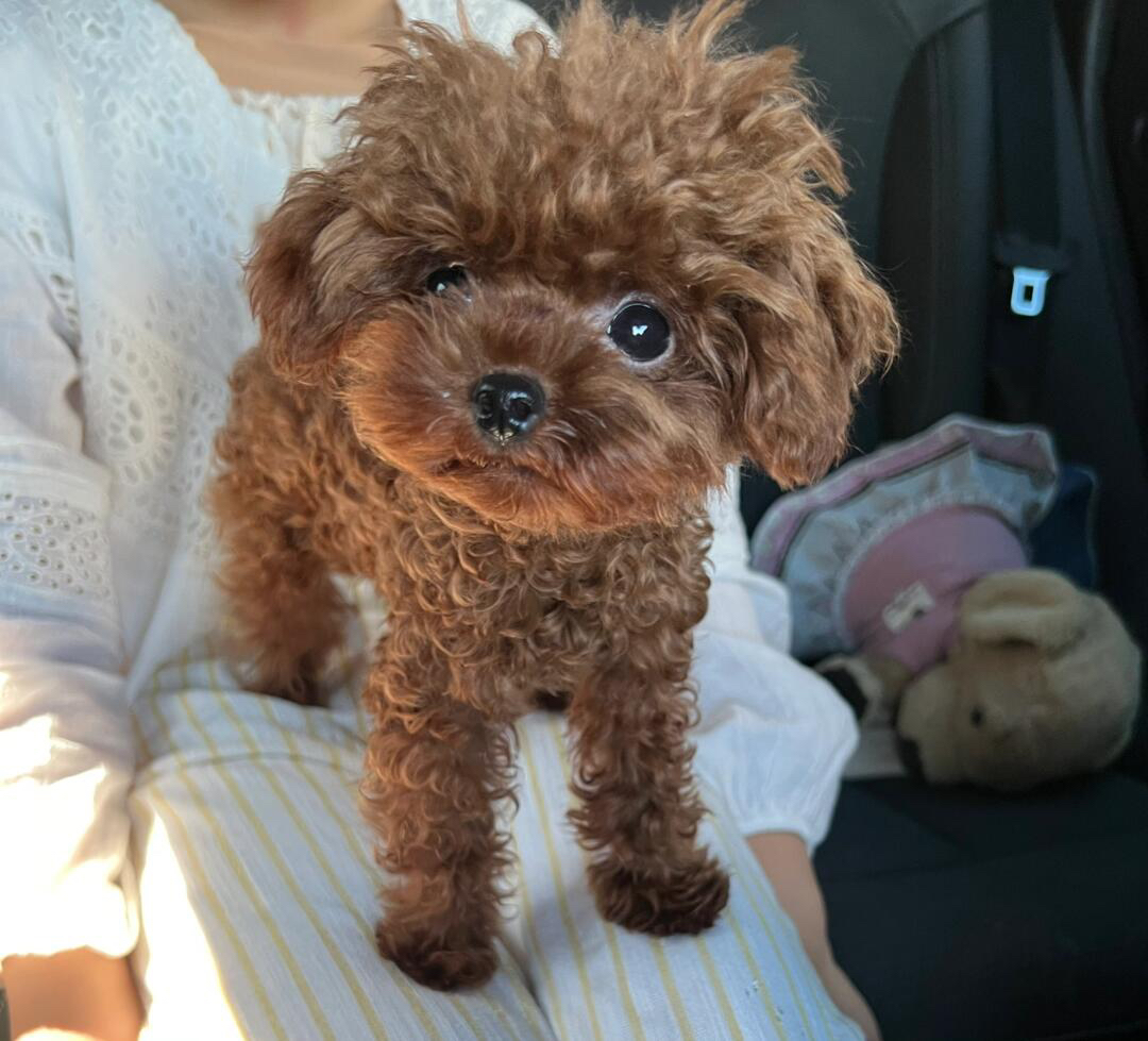 红棕色泰迪幼崽  送过渡粮 狗绳 ➕狗瘟 冠状 细小试剂检测