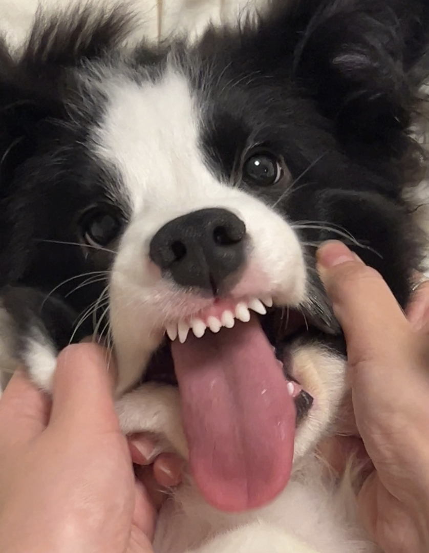 边境牧羊犬幼犬,颜值高智商高,活泼可爱超萌宠