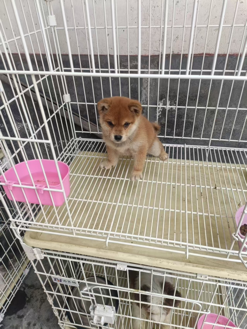 柴犬