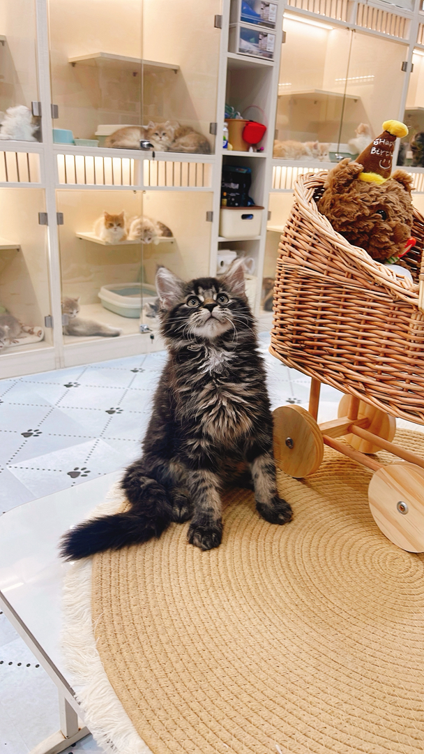 缅因猫幼崽,虎斑花纹毛绒浓密,活泼灵动,霸气可爱适配陪伴