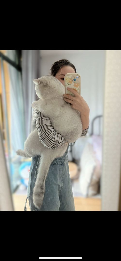 英国短毛猫,毛厚圆润超可爱,温柔亲人超治愈