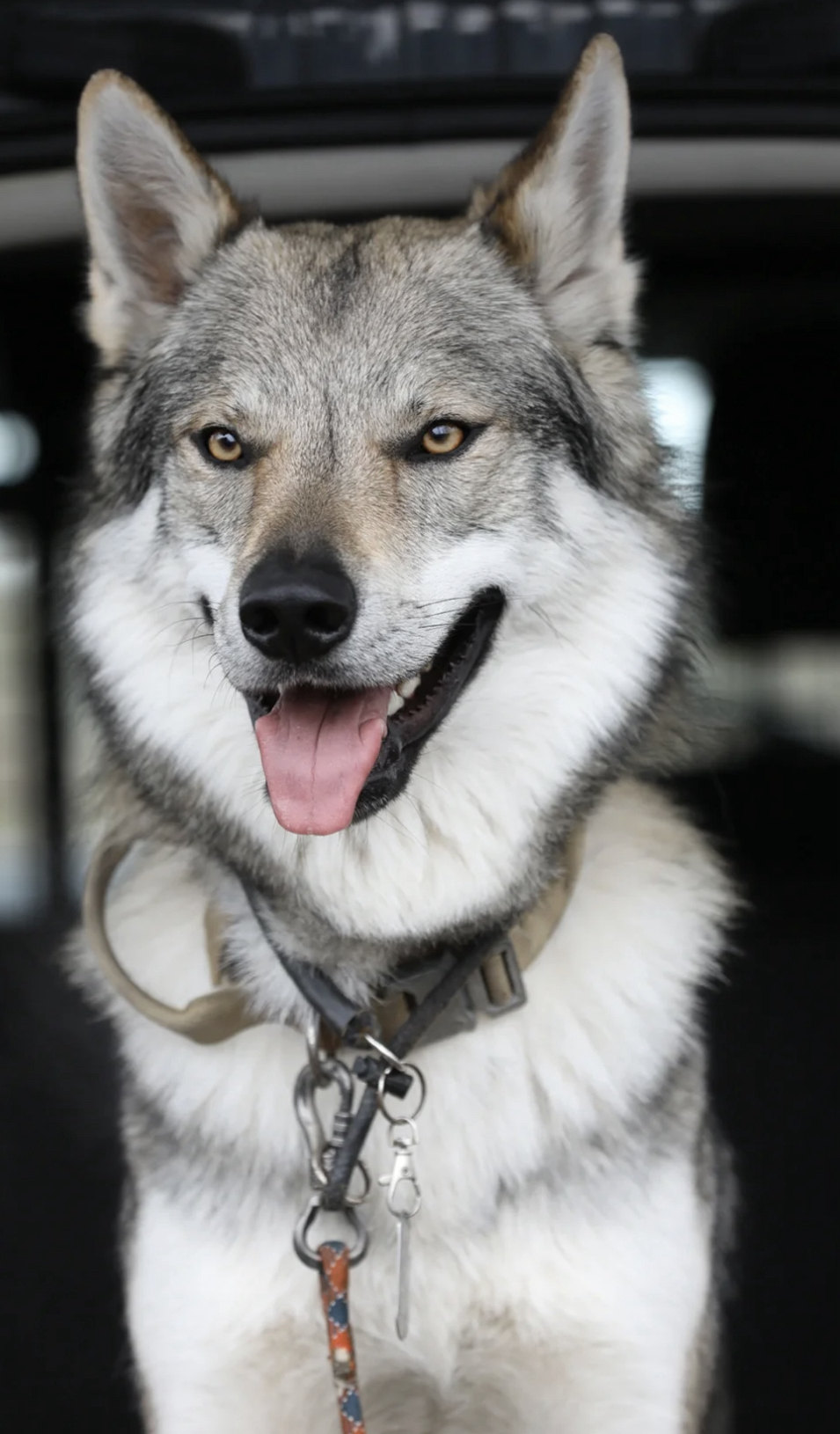 双血统捷克狼幼犬❤️平台推荐❤️带证书芯片