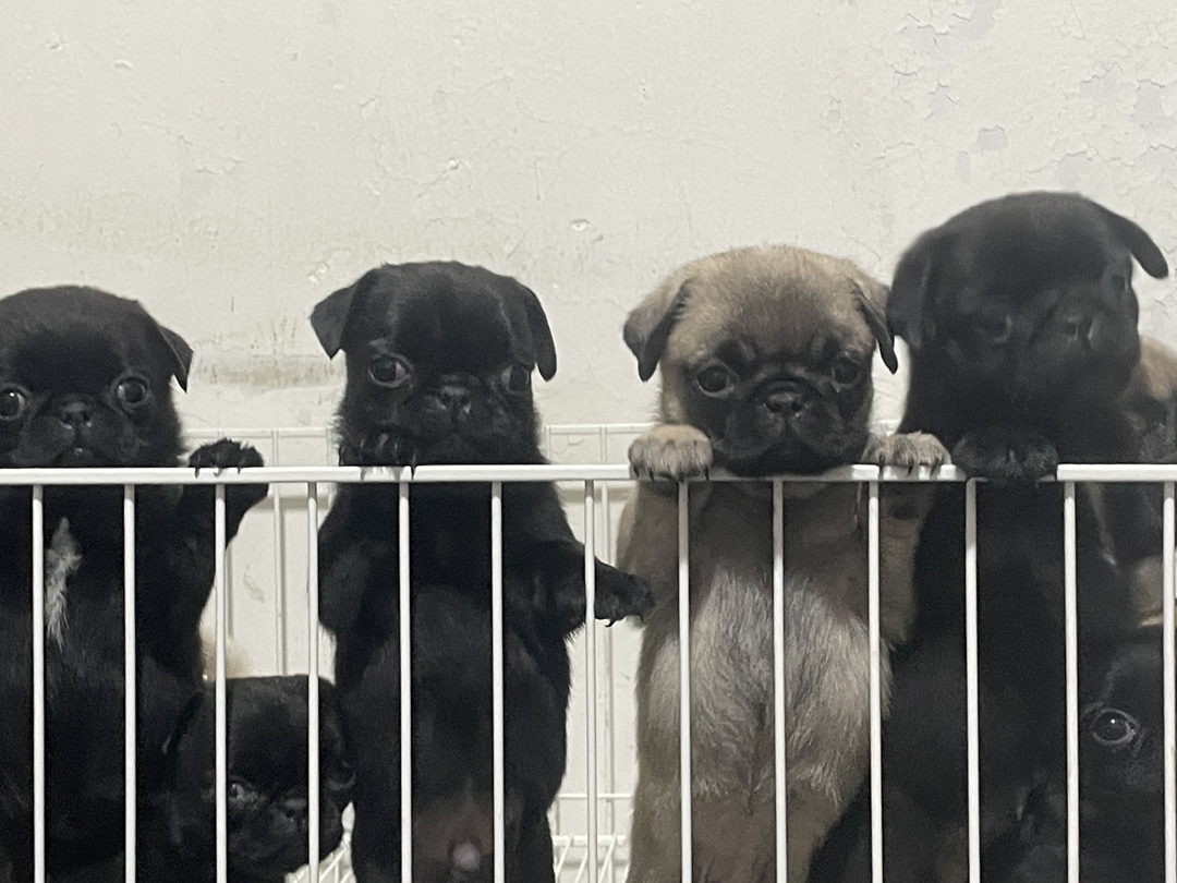 可爱巴哥幼犬，呆萌短脸，温顺亲人，最佳陪伴宠物