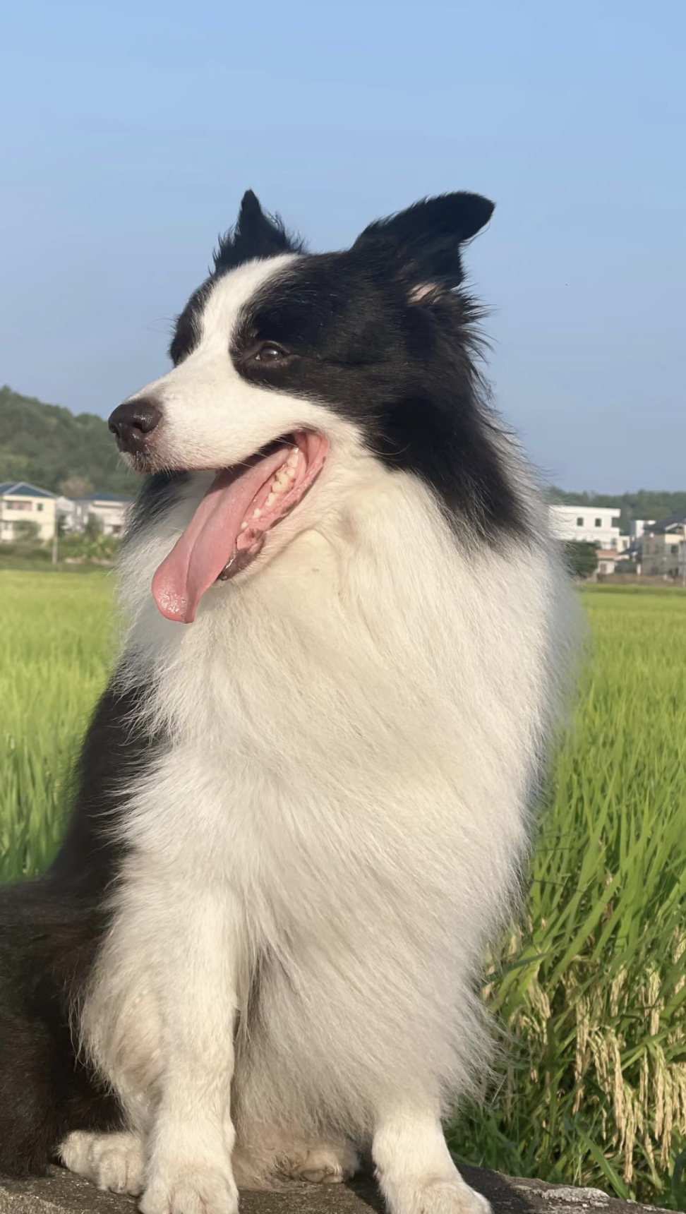 出售成犬边牧❤️七白三通