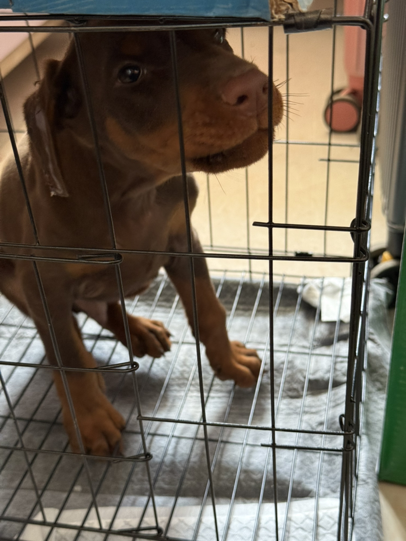 杜宾幼犬，品相优良，聪明机警，忠诚守护的不二之选