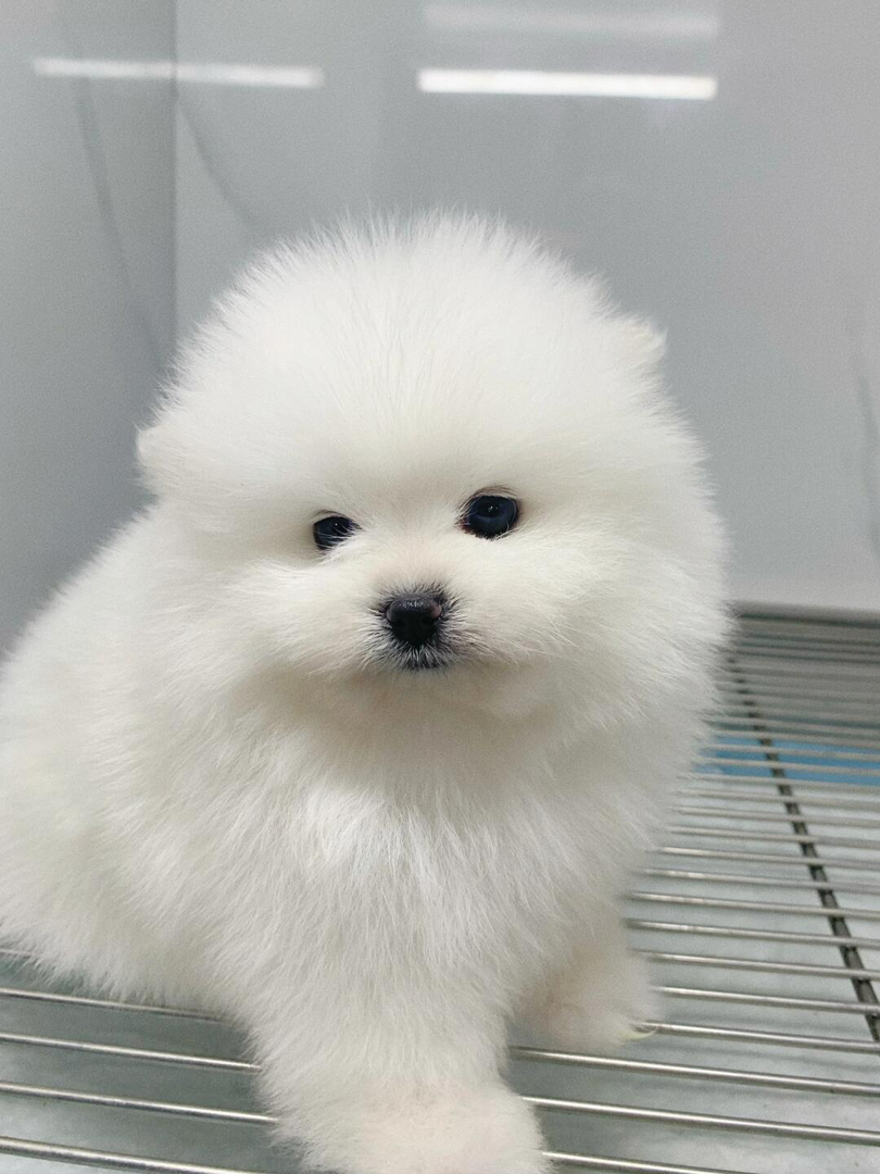 可爱博美犬,毛绒绒像棉花糖,颜值高易饲养