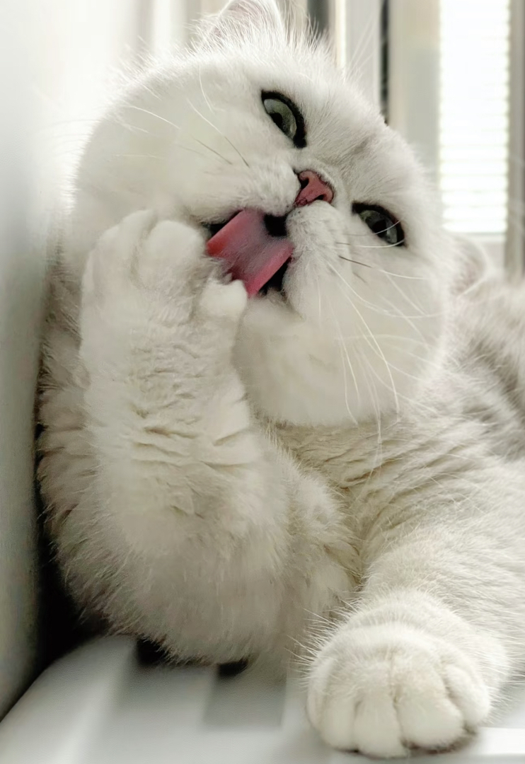 英国短毛猫❤银渐层系列