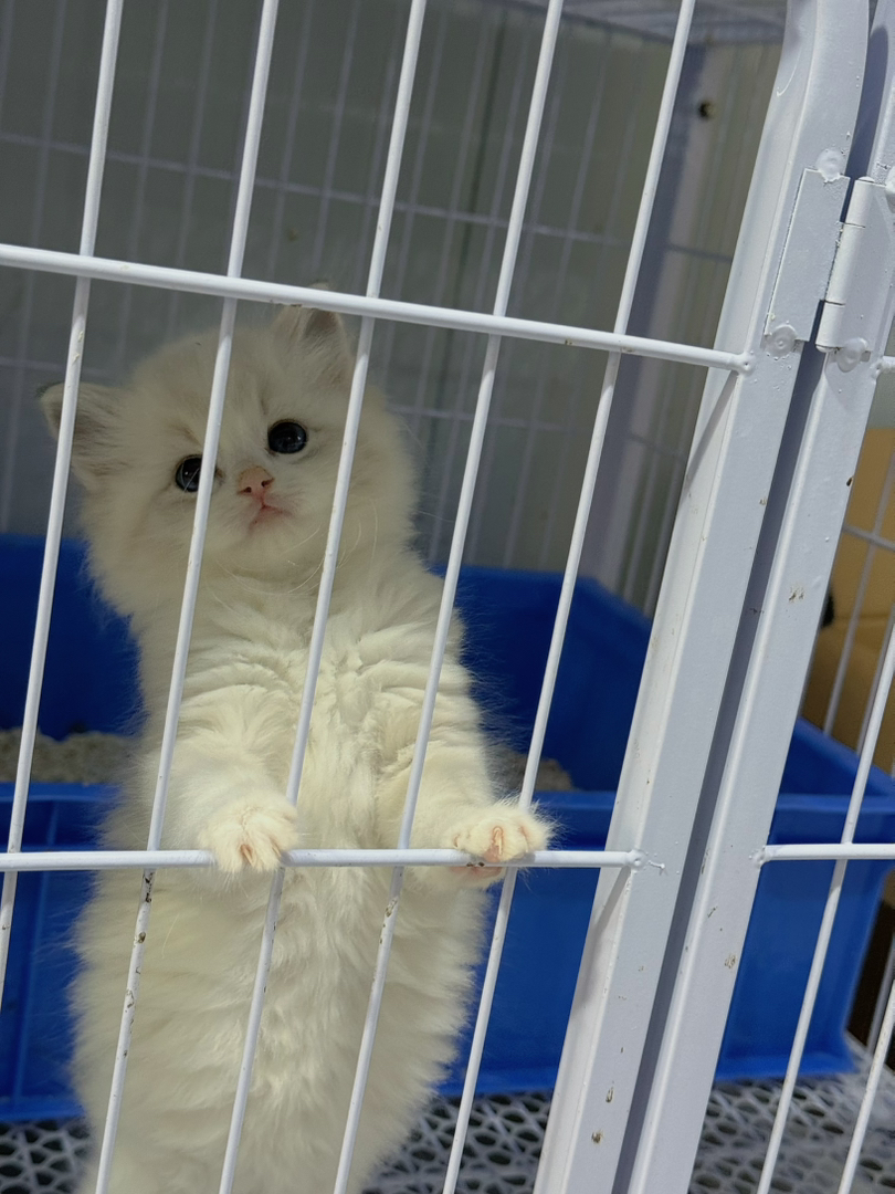 布偶猫