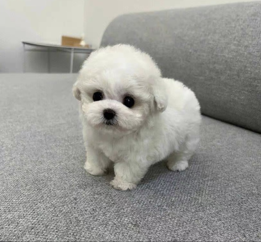 比熊