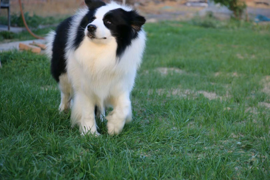 双血统带证书芯片❤️赛级边境牧羊犬