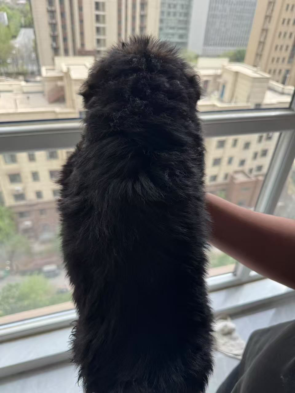 德国牧羊犬幼犬，毛发光泽，品相佳，忠诚守护好伙伴