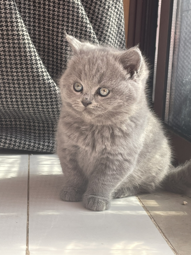 出售，英短蓝猫幼崽，蓝白幼崽，正宗血统，会用猫砂，驱虫疫苗一针