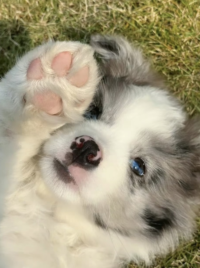 蓝眼陨石色边牧幼犬,颜值爆表,聪明伶俐,养宠首选