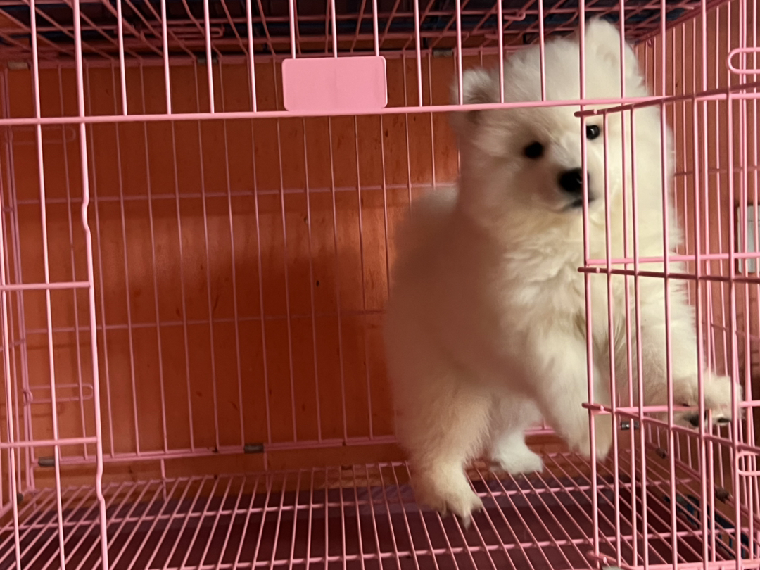 萨摩耶幼犬，毛白如雪，可爱乖巧，治愈系萌宠