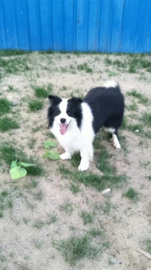 边境牧羊犬幼犬,黑白蓬松毛发,聪明活泼,高智商易训练,家庭陪伴佳选