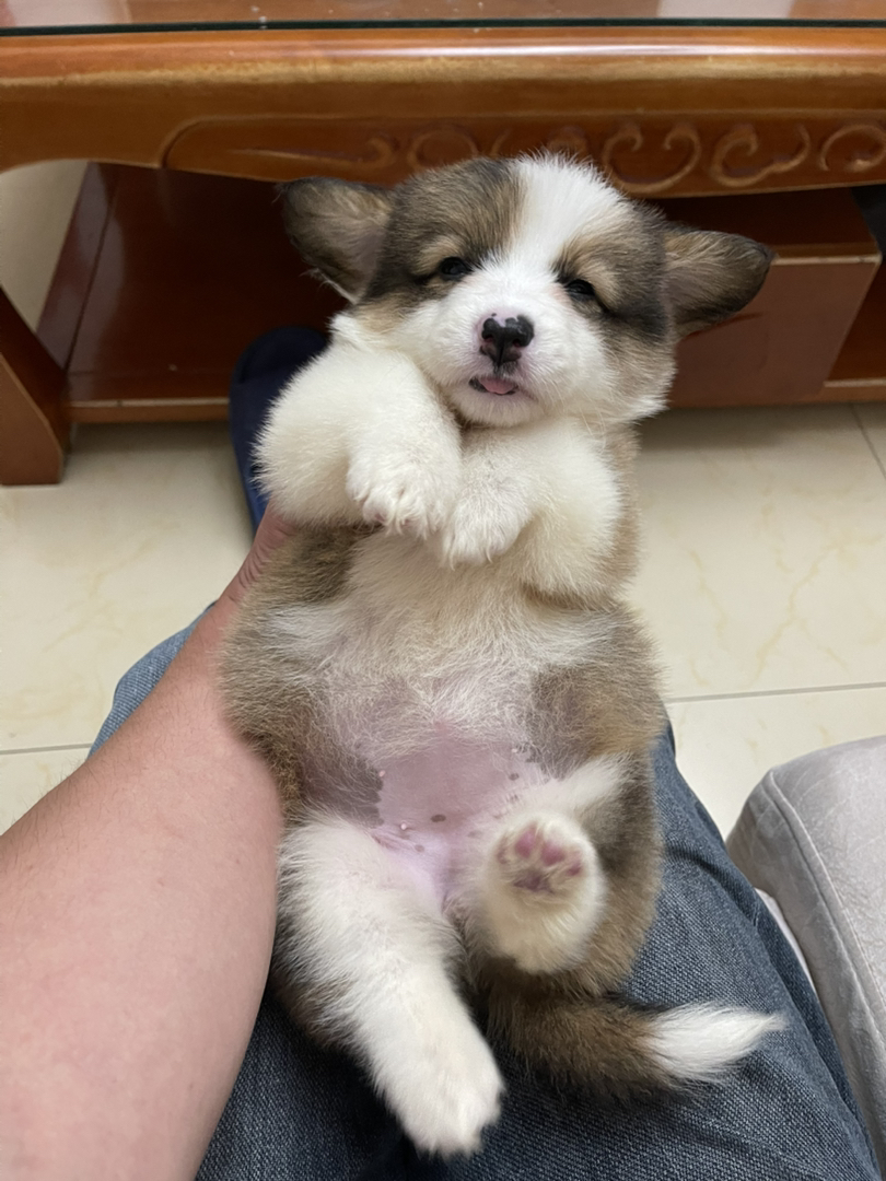 长毛可爱柯基幼犬，短腿萌态十足，治愈系小天使