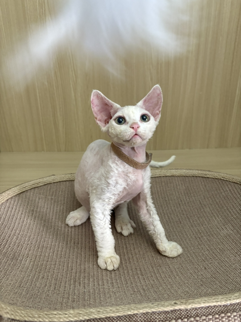 德文