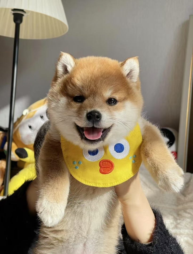 柴犬幼崽 送过渡粮 狗绳 ➕狗瘟 冠状 细小试剂检测