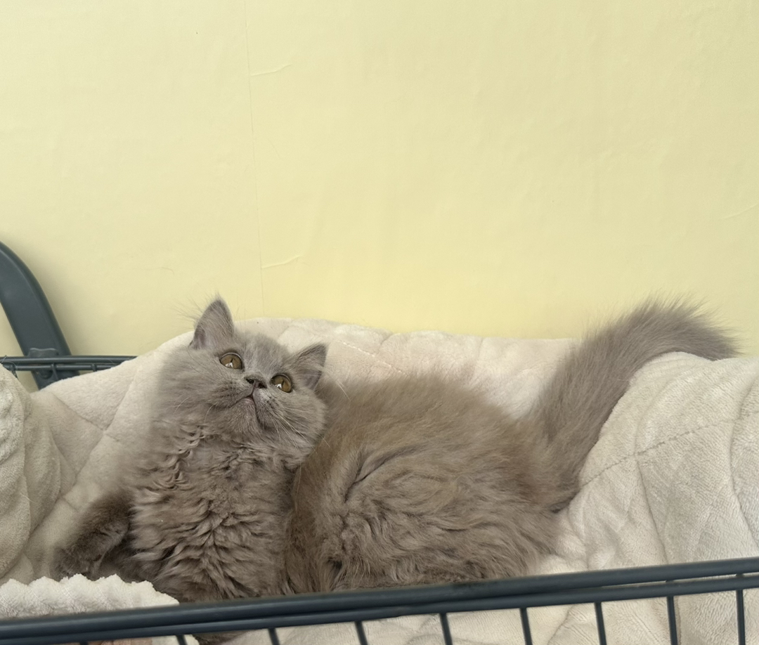 英短蓝猫