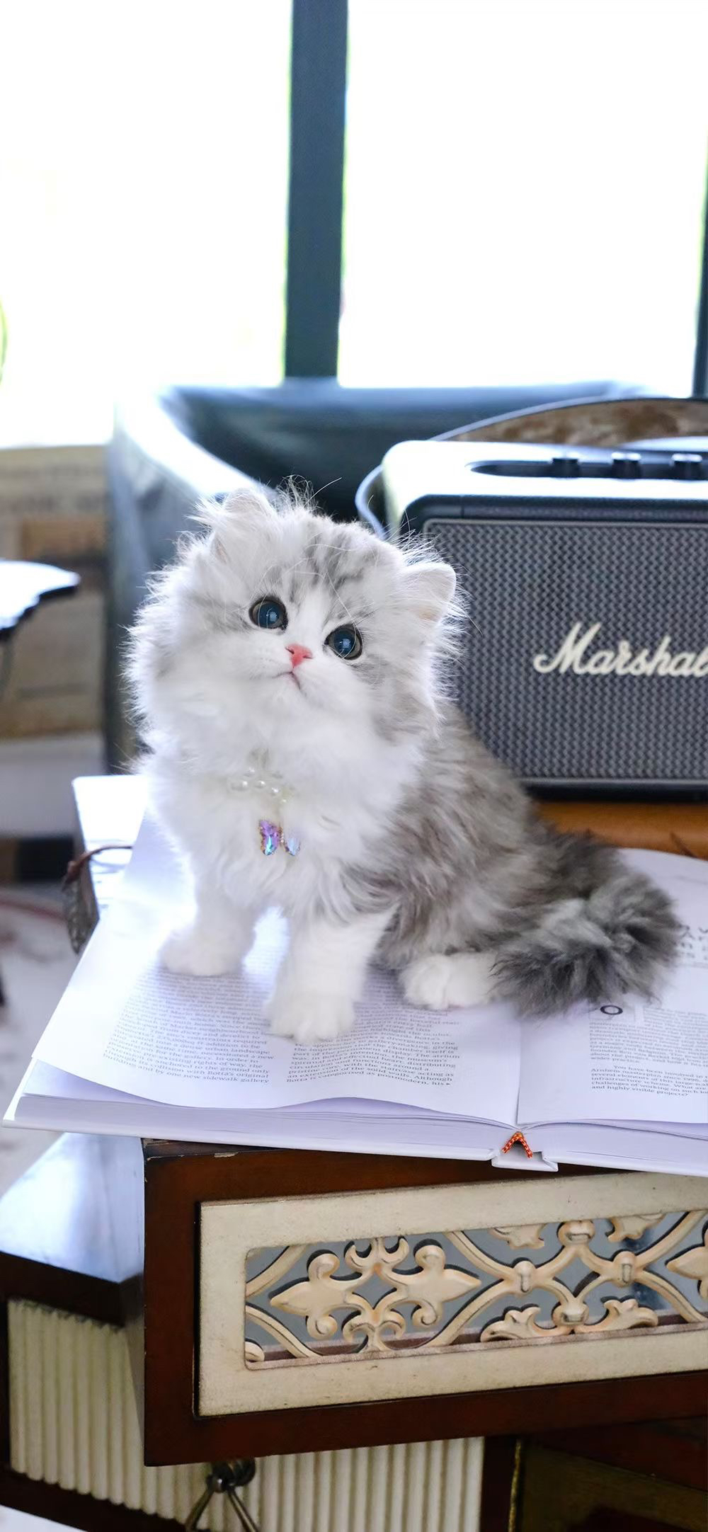 起司高地猫咪