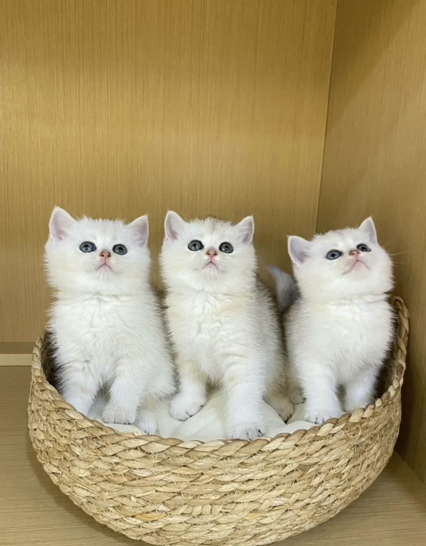 银渐层已打疫苗驱虫保障终身售后。金渐层布偶银渐层金吉拉暹罗蓝猫银点暹罗猫