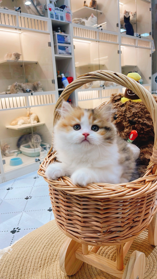 金三花高地