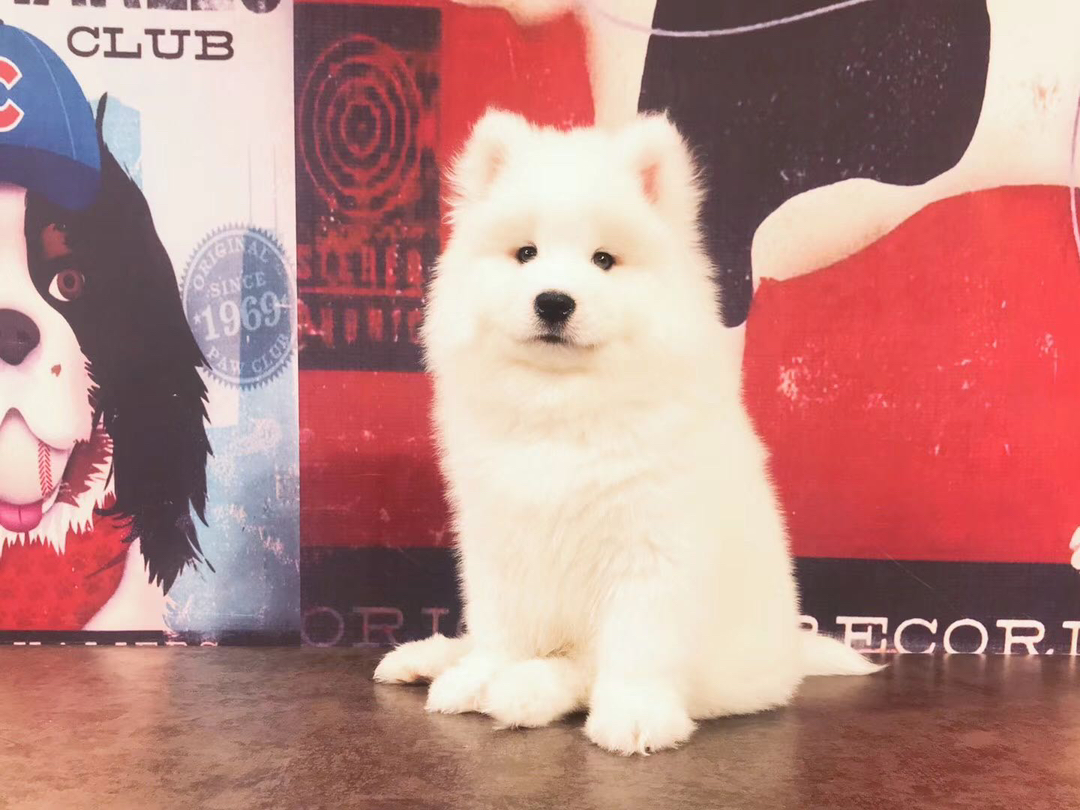 超级熊版大骨量萨摩耶❤️大骨量❤️不是低端货