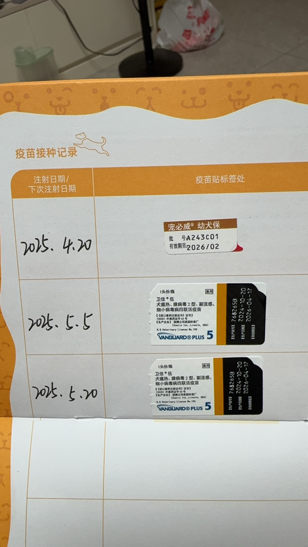 双血统沙滩色赛级金毛