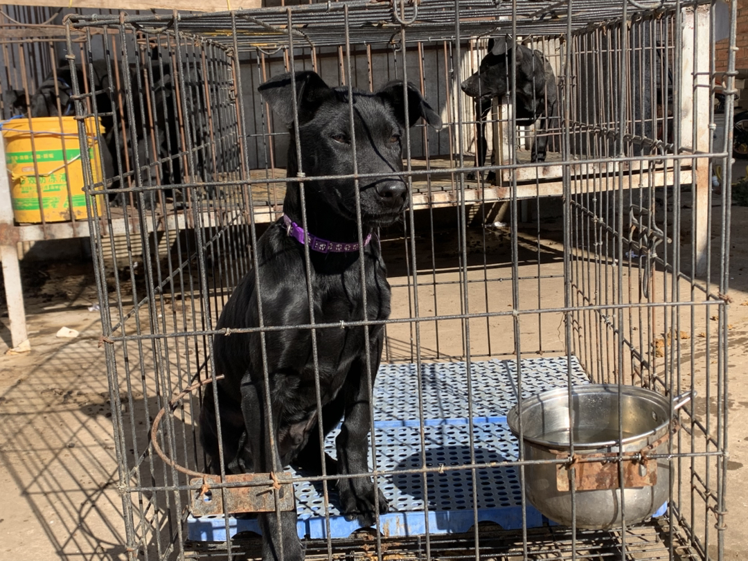 黑狼犬，老版黑狼犬。贴身纯黑发亮皮毛，自然立耳，动力好智商高