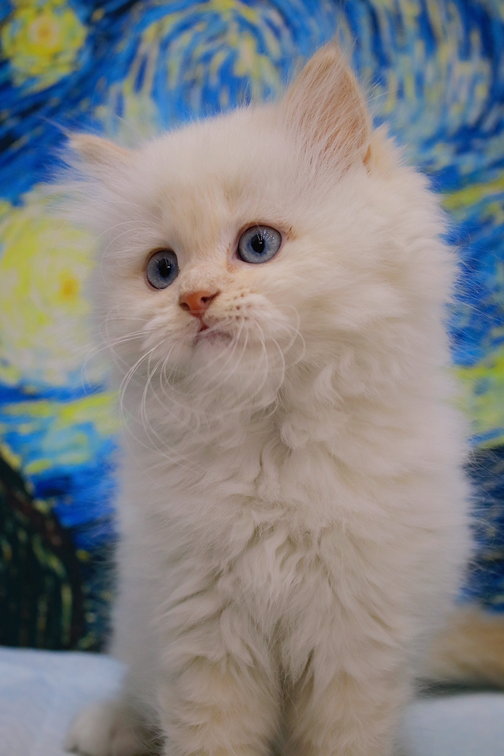 稀有色小猫 长毛金点 像烤焦的小面包,毛长蓬松 蓝色大眼 喜欢联系哦