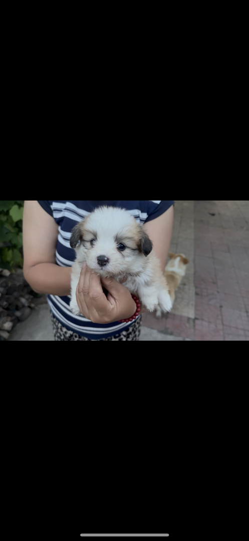 柯基幼犬嘎嘎肥大圆脸