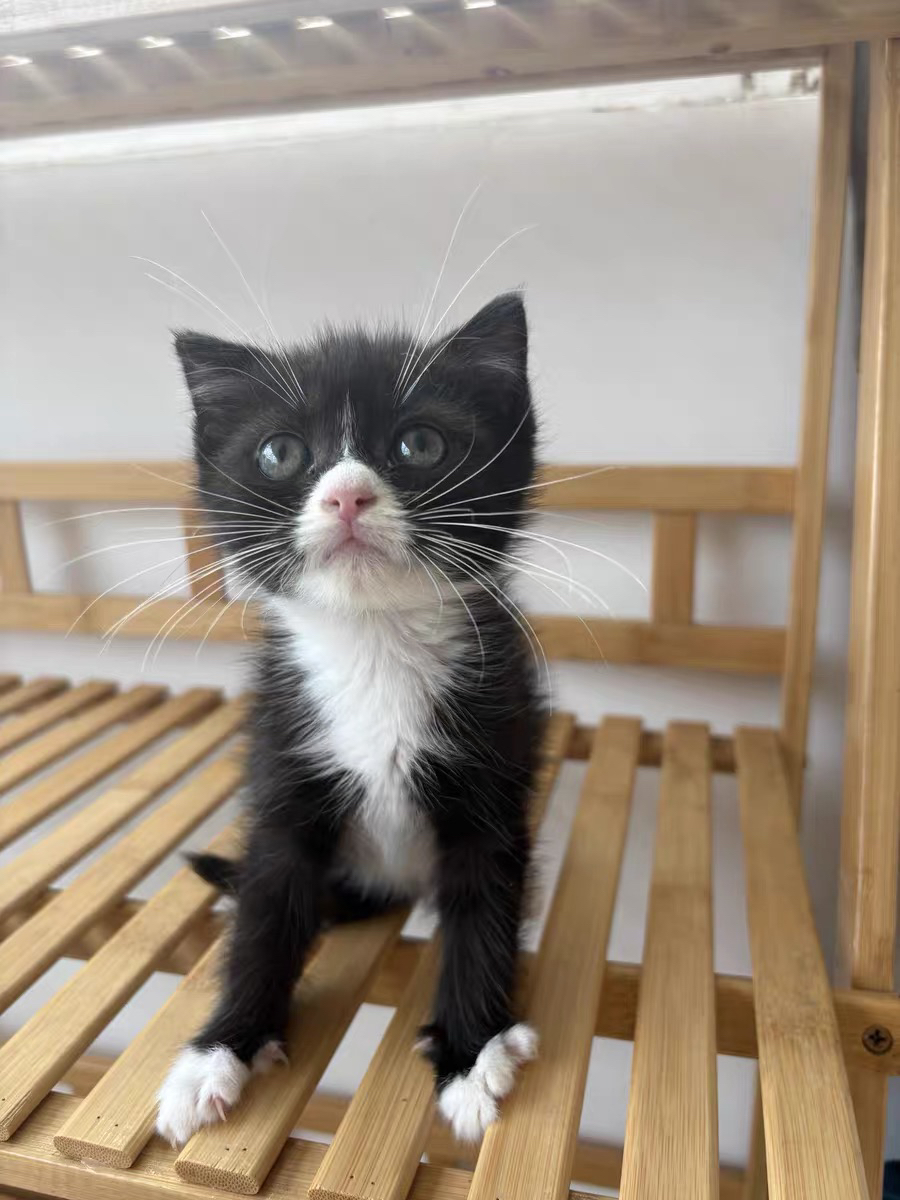 三只奶牛猫 两公一母 白手套 白肚皮 疫苗两针 无病无藓 活泼可爱