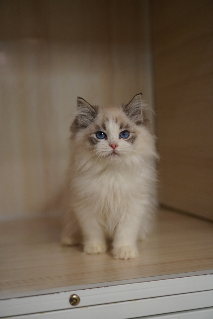 海山布偶弟弟 五粉无暇