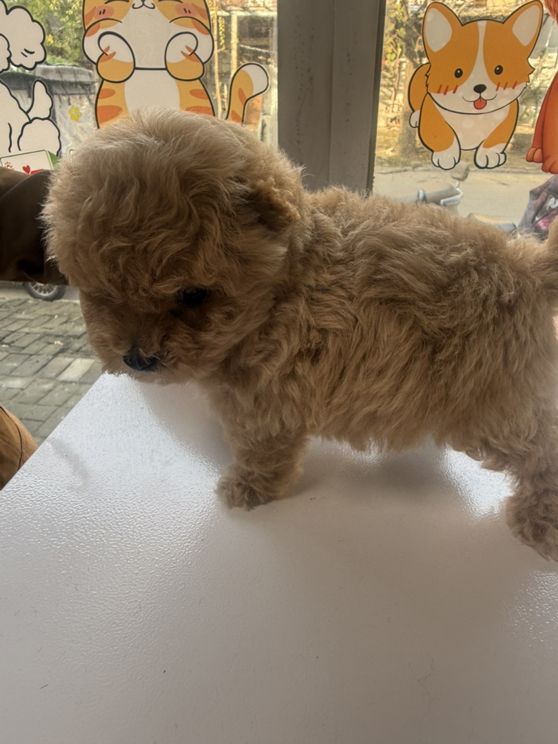 小体萌系泰迪熊