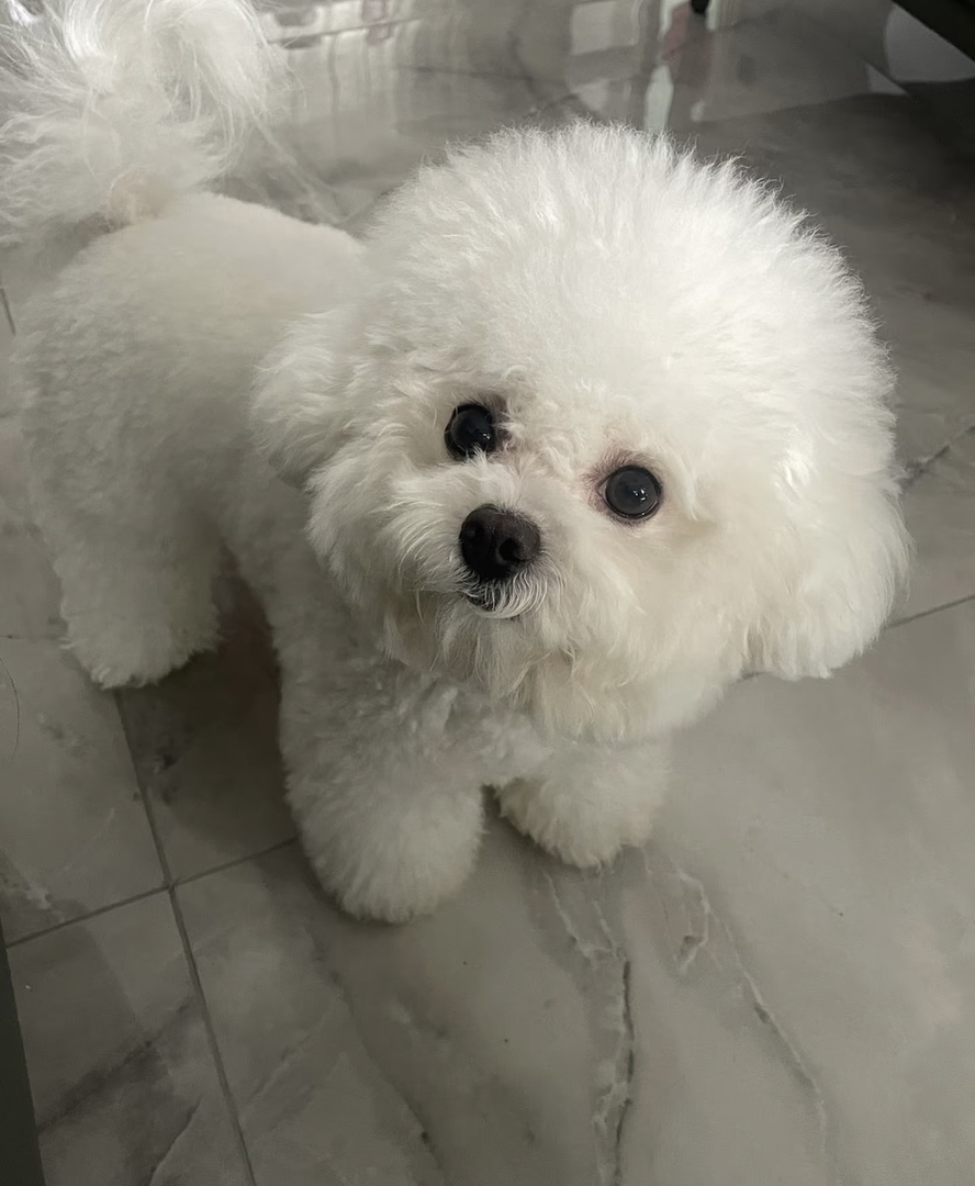 运动需求低:相比较一些大型犬或活泼好动的犬种,比熊犬