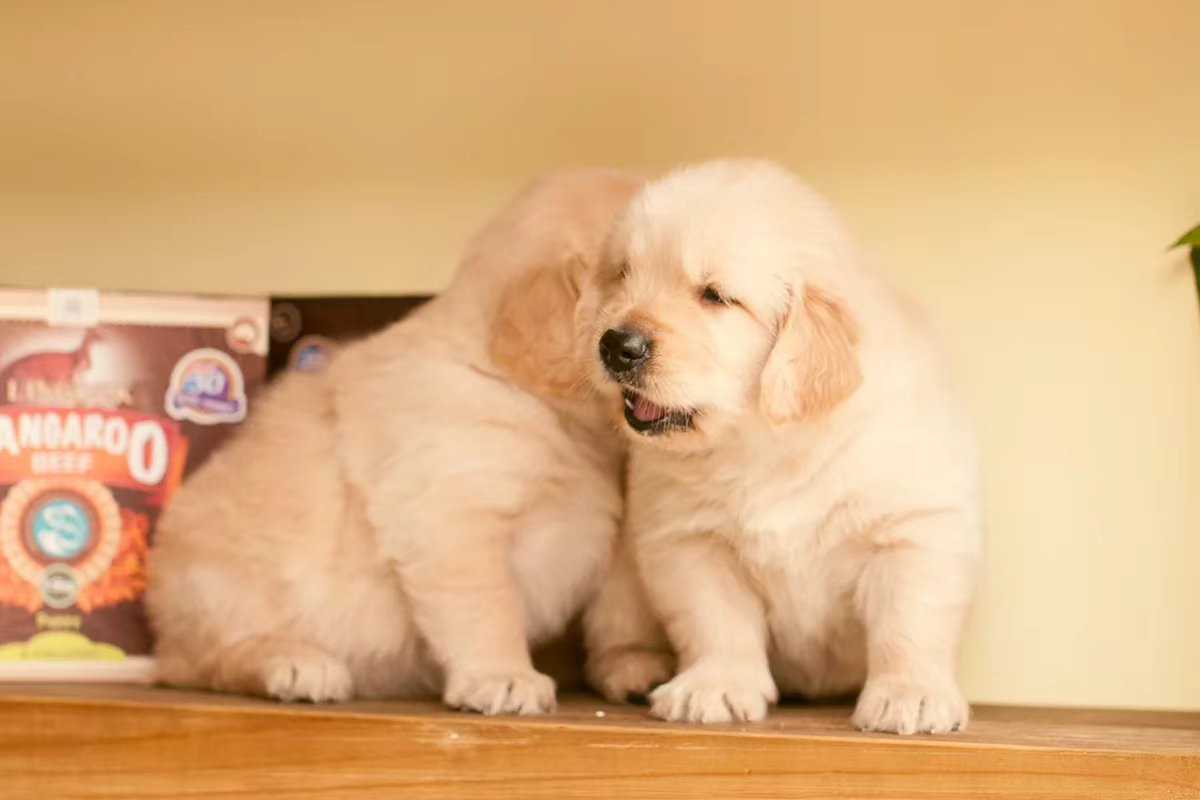 金毛幼犬，可爱活泼，性格温顺，适合家庭养殖