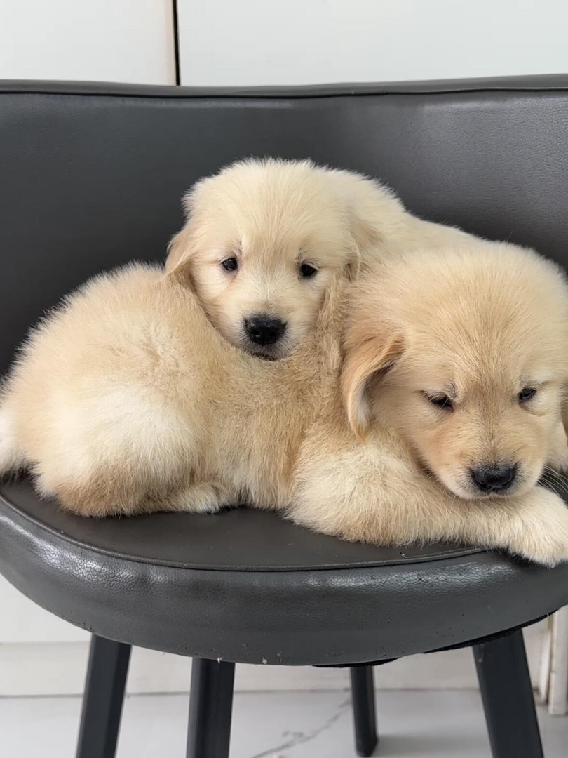金毛幼犬，毛发柔软，活泼可爱，相伴家庭好伙伴