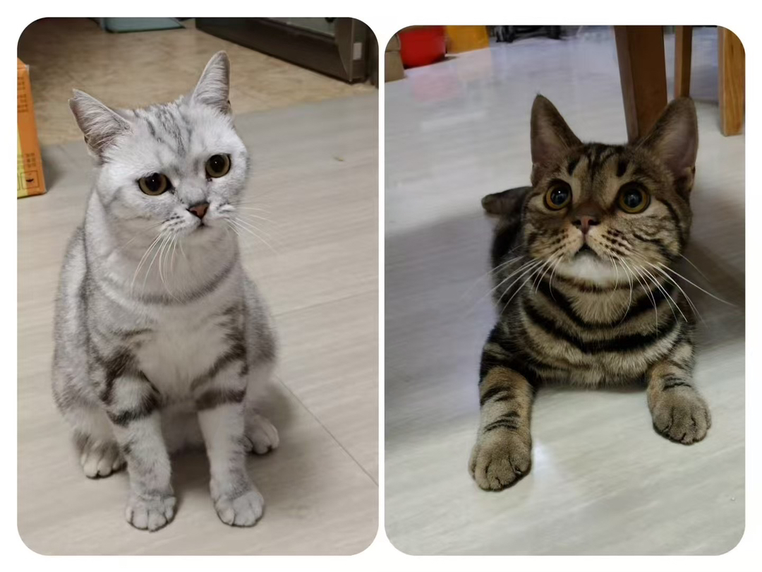 美国短毛猫，斑纹独特颜值高，性格温顺乖巧惹人爱