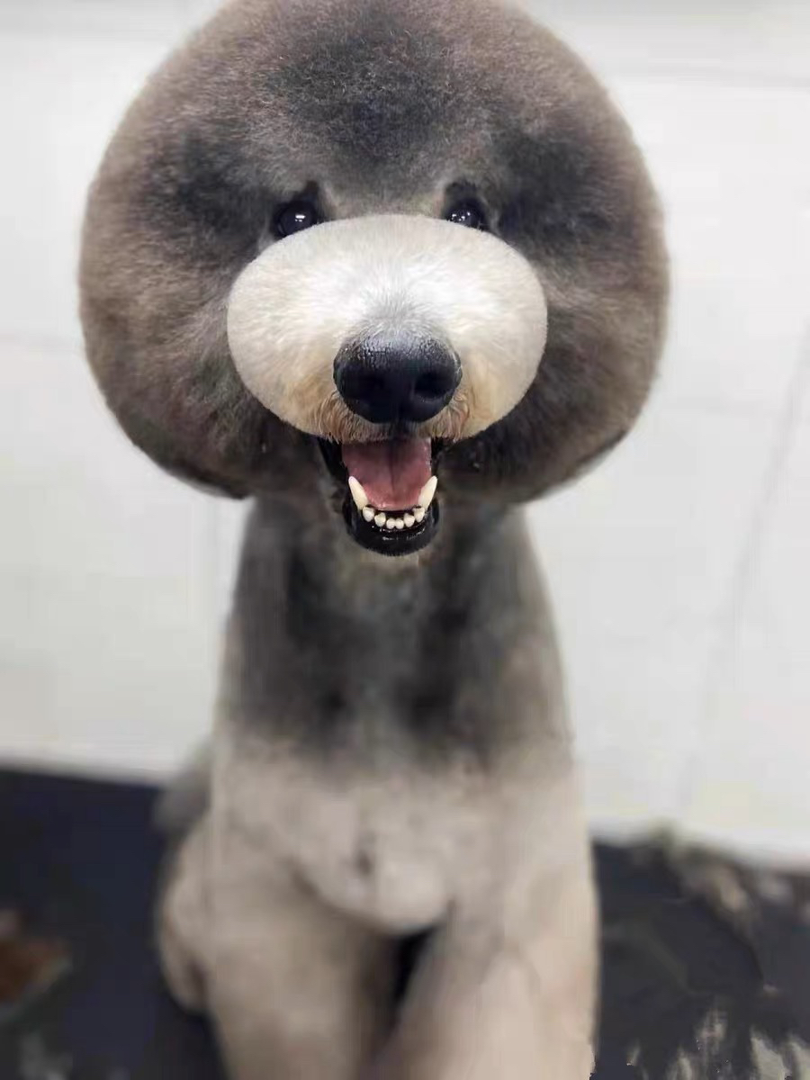 可爱巨型贵宾犬,毛发蓬松如球,造型时尚,尽显萌态