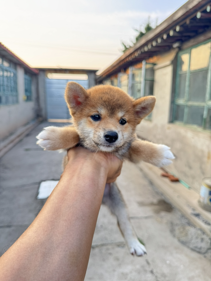 日本豆柴犬小妹妹