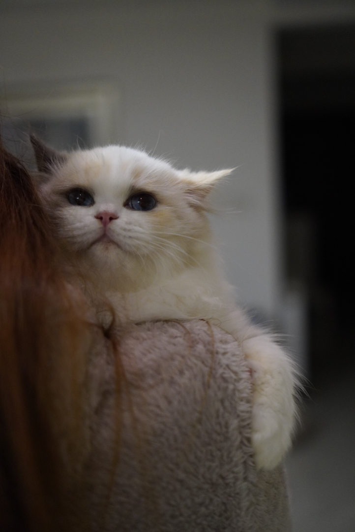 玳瑁布偶妹妹 软软糯糯的 毛量丰厚 已接种疫苗 随时可去新家