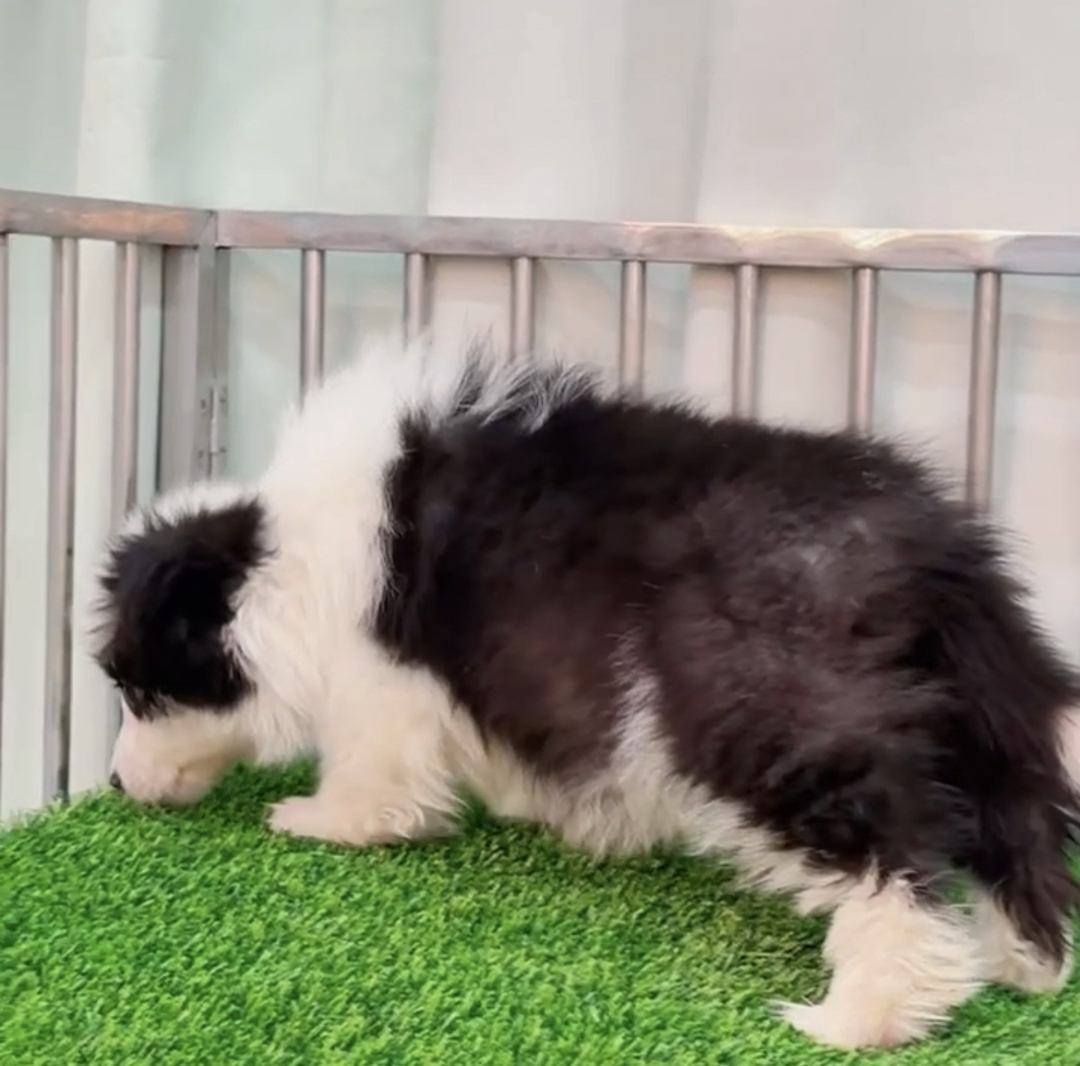 双血统⭐带证书芯片⭐边境牧羊犬