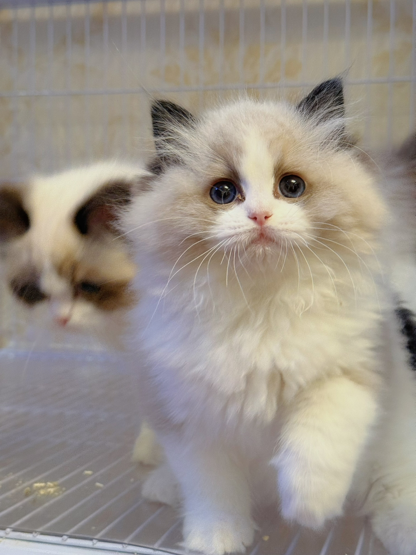 布偶猫
