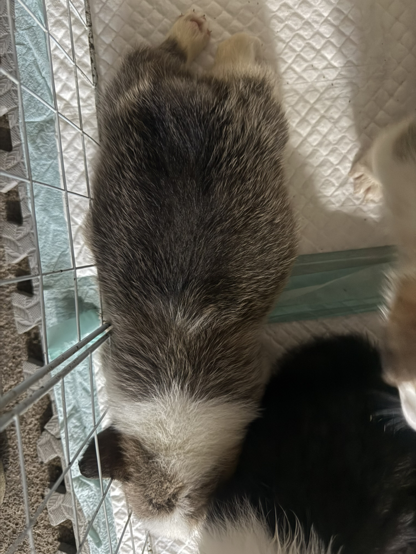 可爱柯基幼犬，小短腿大耳朵，萌态十足惹人爱.双体大脊背