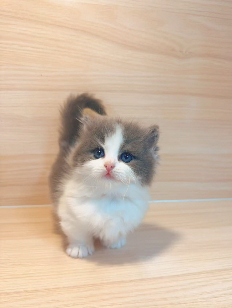 家养小猫，拿破仑，布偶