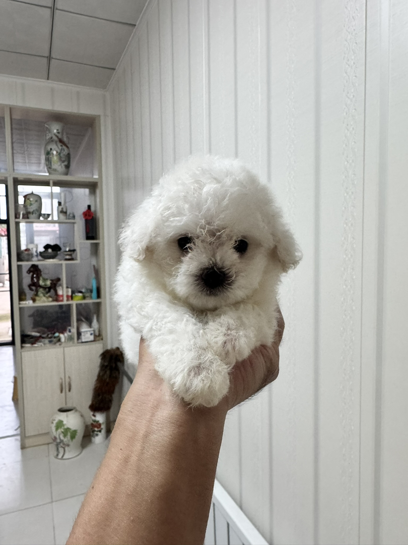 韩版比熊帅哥